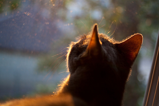 开云平台-绝境狂澜！伊布战神附体，巴黎生死战力克利物浦