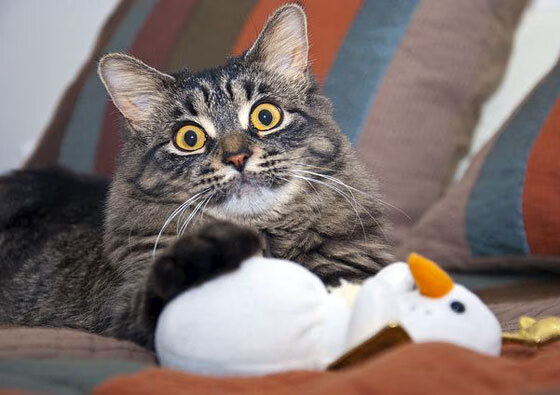 战火燎原，国王客场掀翻骑士，西部排名争夺战再添变数