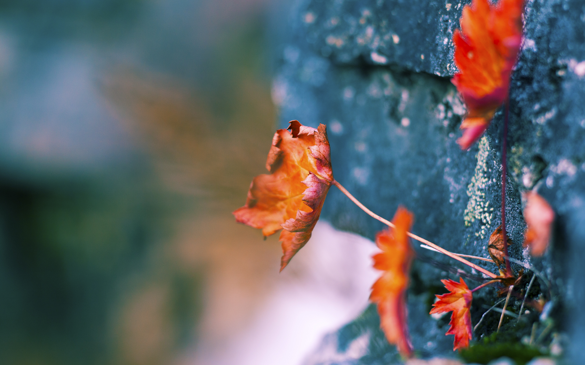灰熊爆冷尼克斯，布伦森关键先生定乾坤