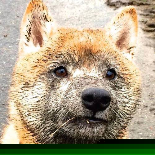 欧冠半决赛之夜，穆勒持续制造杀伤的艺术