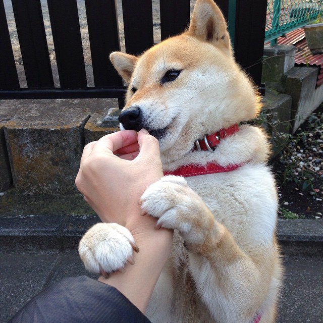 巴雷拉爆发唤醒蓝衣之魂，里昂强刃终结葡萄牙黄金黄昏