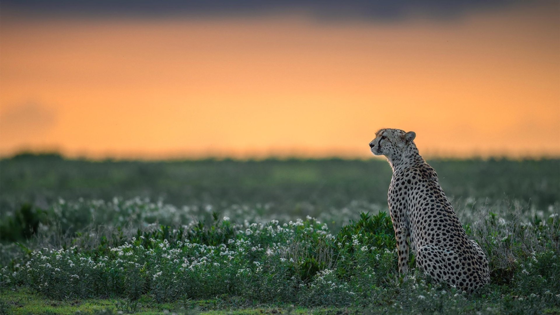 2026世界杯之夜,库里在绿茵场上证明自己的跨界传奇