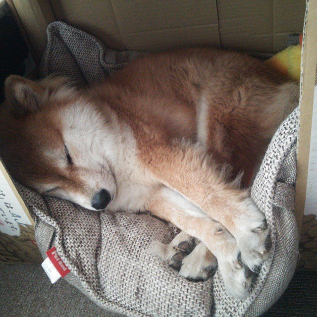 意甲焦点战,南看台怒吼,AC米兰争冠关键战胜出