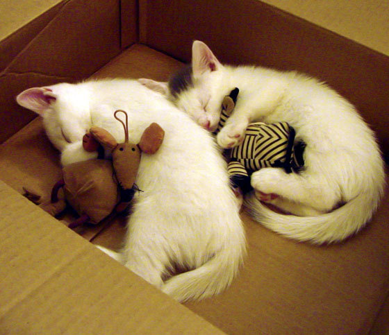 欧文独舞53分的夜，浙江团队篮球击碎英雄主义幻想