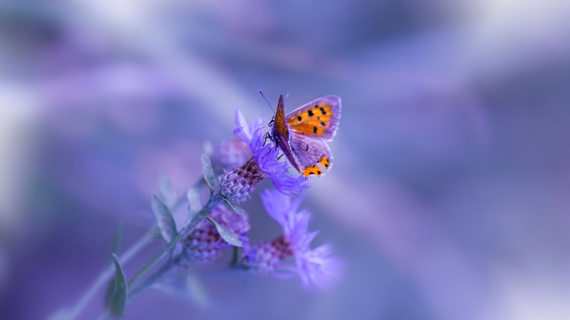 格列兹曼生涯巅峰夜闪耀,安哥拉力克墨西哥展露獠牙