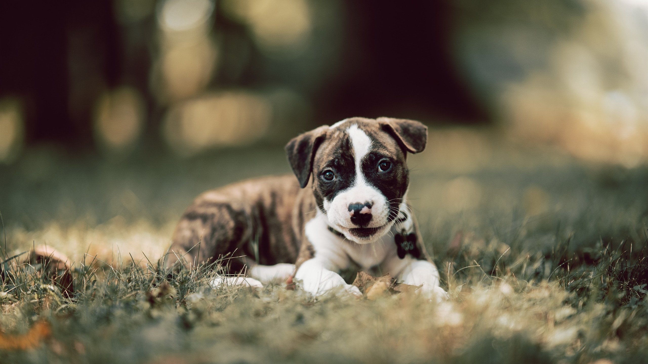 外援浓眉狂轰45+20+8！广厦跨联盟激战力克雄鹿，中国篮球迎来启示之夜