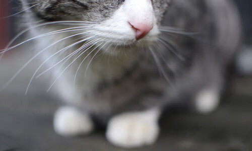 终结悬念！德罗赞末节16分化身关键先生，公牛窒息防守带走奇才