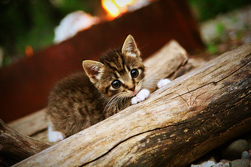 蓝月当空,剑指王座,曼城4-1击溃阿森纳的战术解剖与王朝启示
