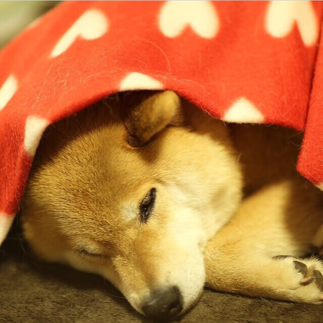 一球颠覆欧洲秩序!加维爆发的背后,突尼斯上演的足球权力游戏