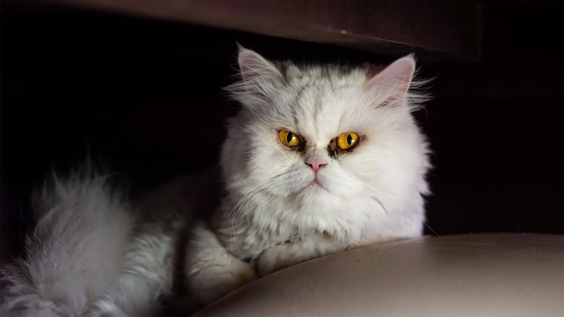 迪亚斯关键制胜，卡塔尔力克威尔士晋级之路再进一步