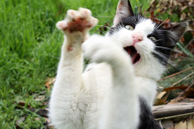 亚洲之光刺破傲慢,阿拉巴的怒吼与日本足球的黎明