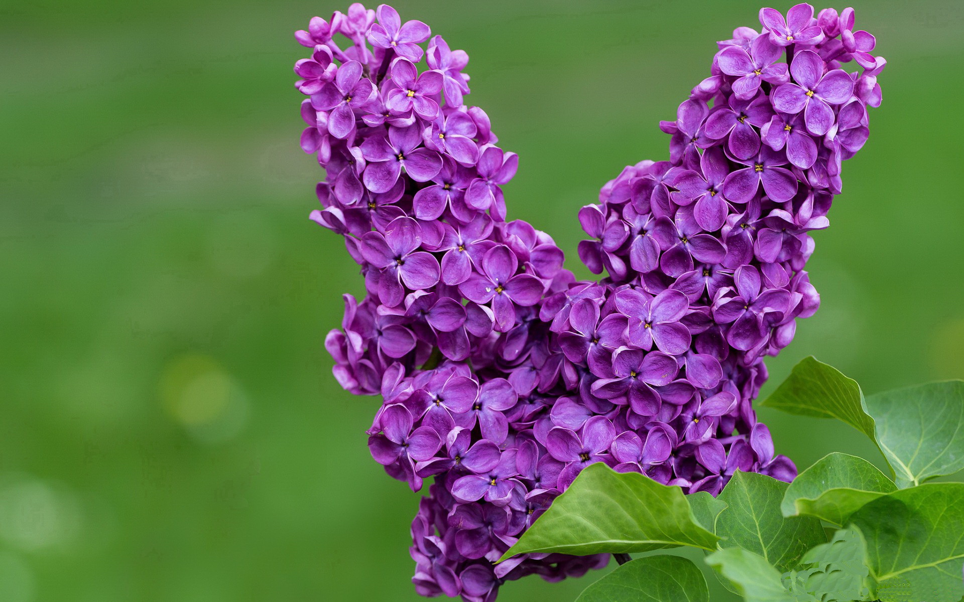 当意甲夜战落幕，杜兰特已统治攻防两端