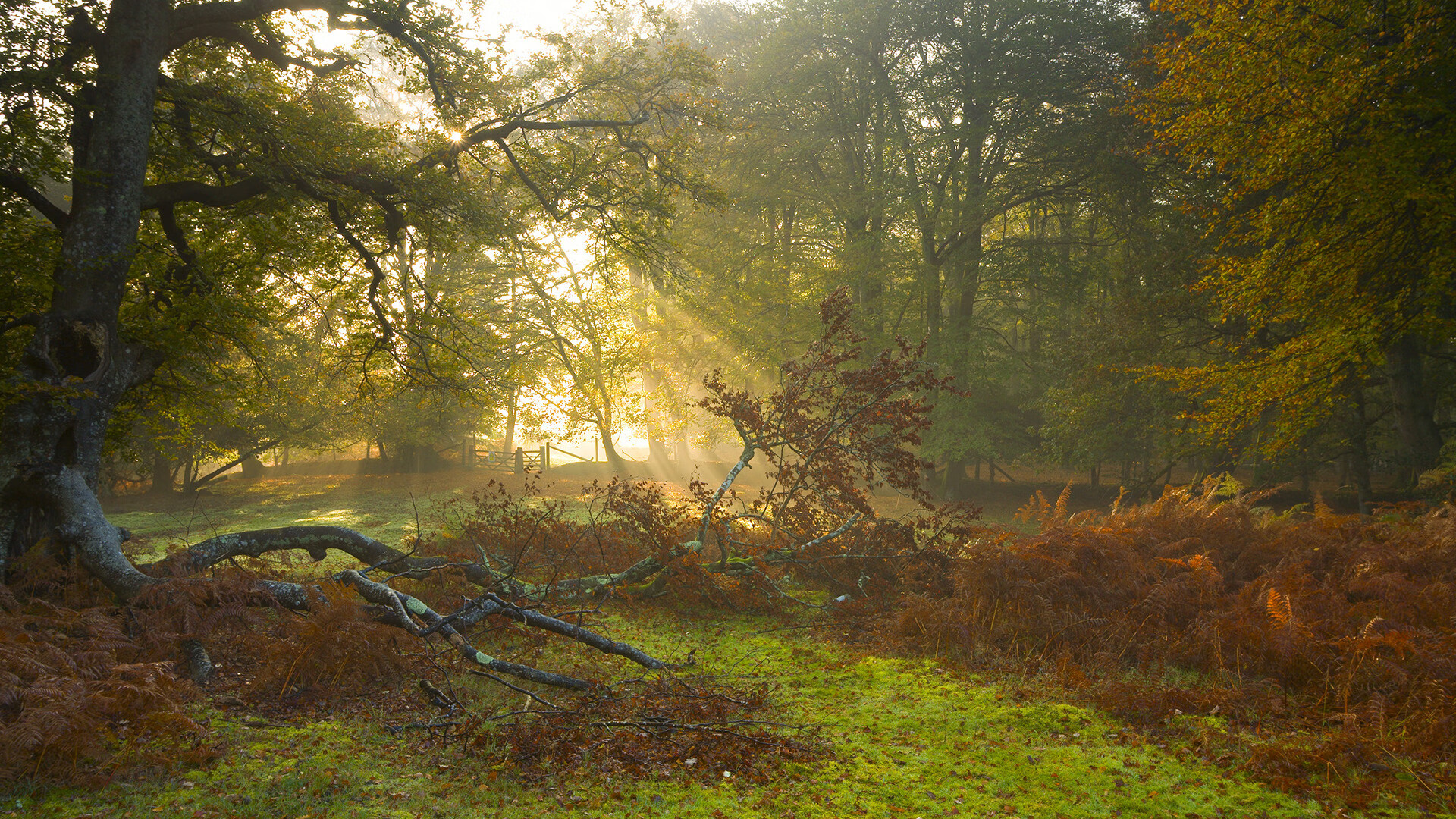 亚特兰大窒息式进攻摧垮格子军团,奥斯梅恩一锤定音成胜负手