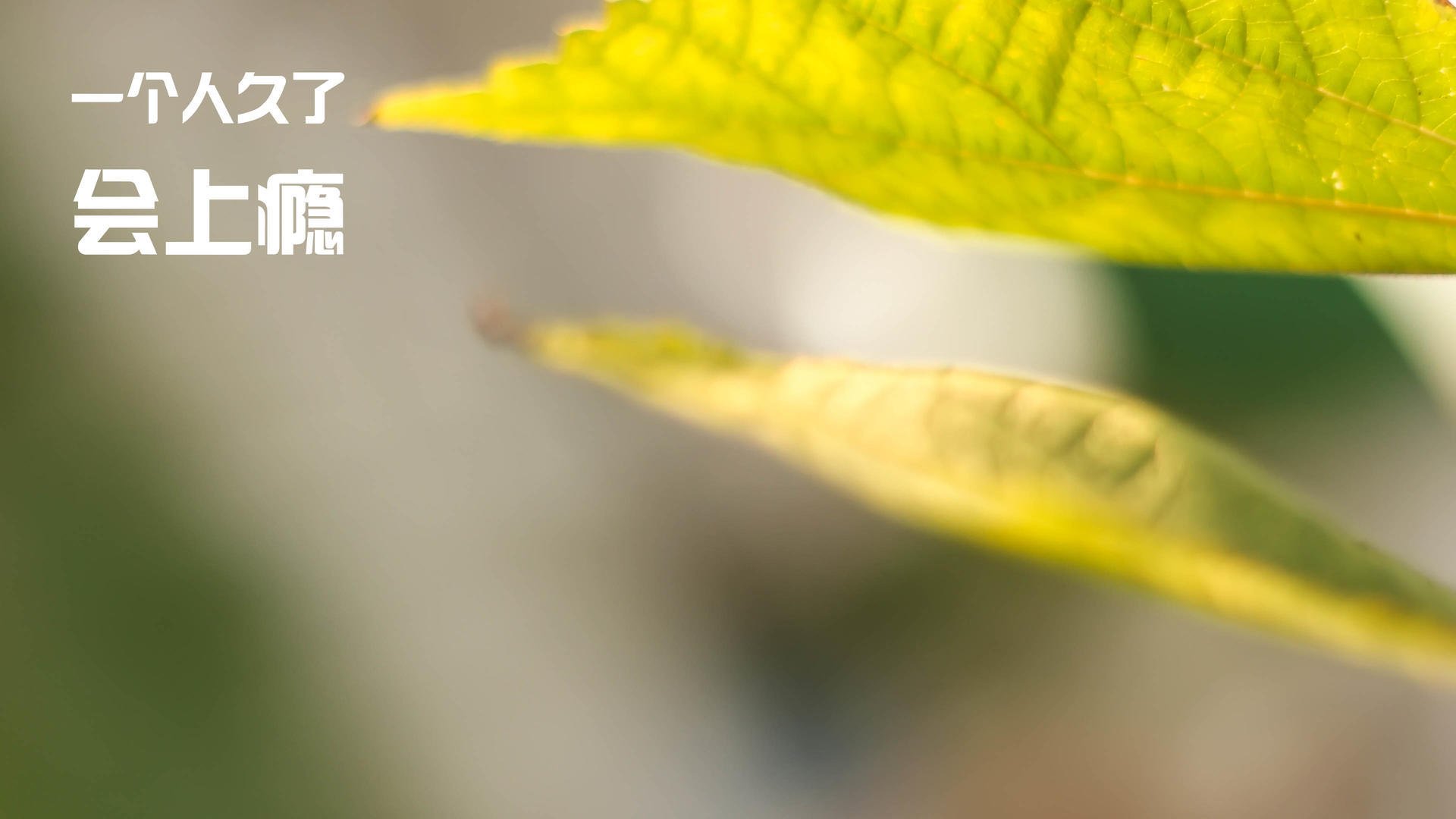 夜战世界之巅，文班亚马的破晓纪录