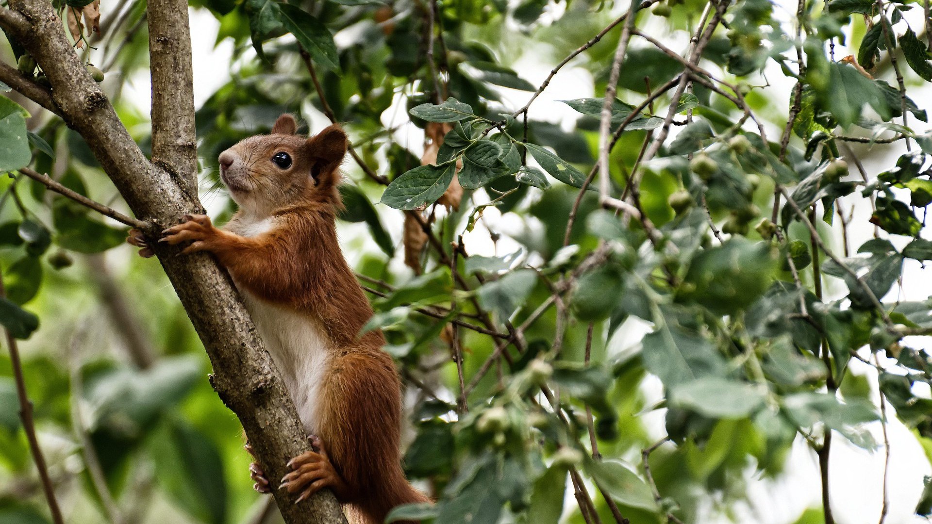平行决战，当德甲争冠战场的呐喊与雄鹿生死战的血性在同一个清晨回响
