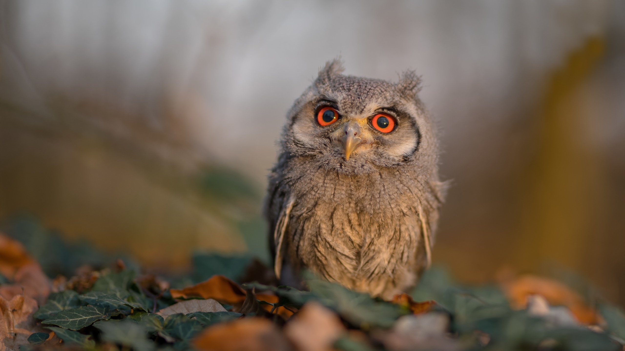 莱奥的独角戏，英格兰防线在AC米兰风暴中崩塌