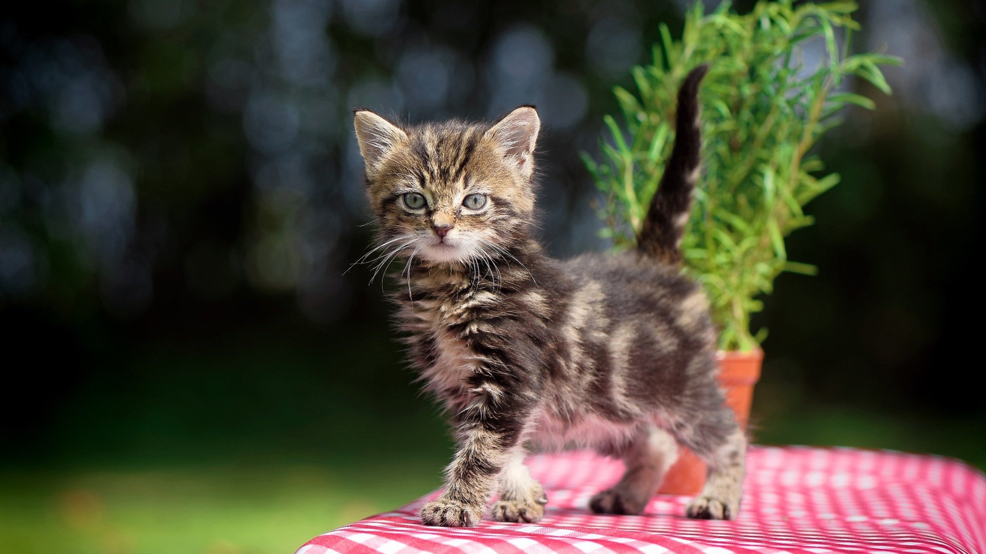 布克狂飙40分主宰全场，老鹰团队篮球正面击溃活塞