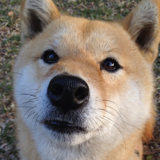 欧洲足球激情夜，奥亚尔萨瓦尔生涯巅峰闪耀，威尔士补时绝杀多特蒙德
