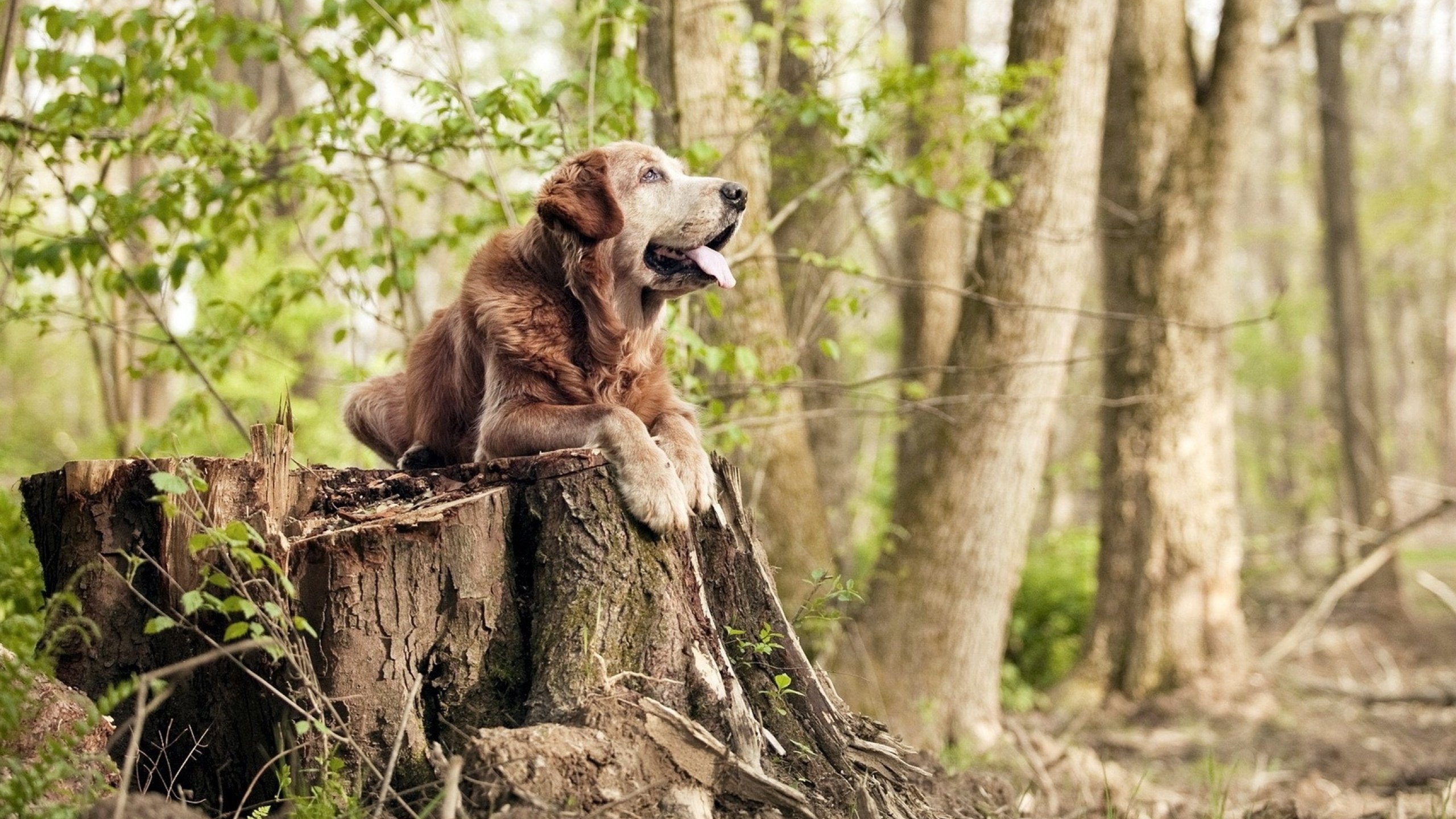 蒂亚戈传射导演逆转好戏，土耳其冷风劲吹掀翻非洲雄鹰