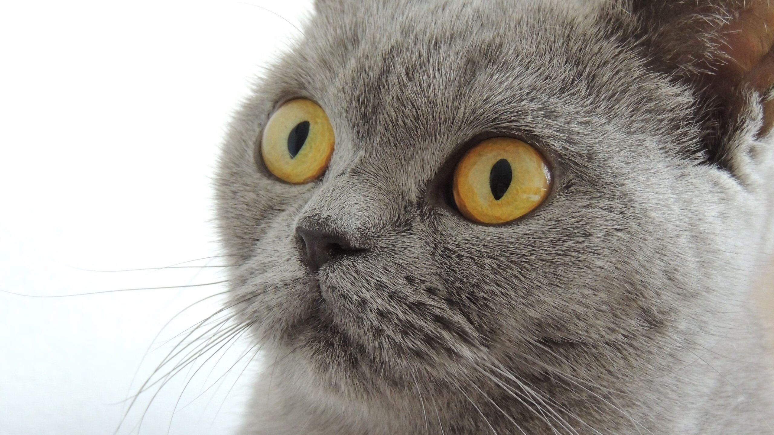 当安哥拉打穿利物浦，伊萨克在德比中加冕，现代足球的战术寓言与个人英雄主义