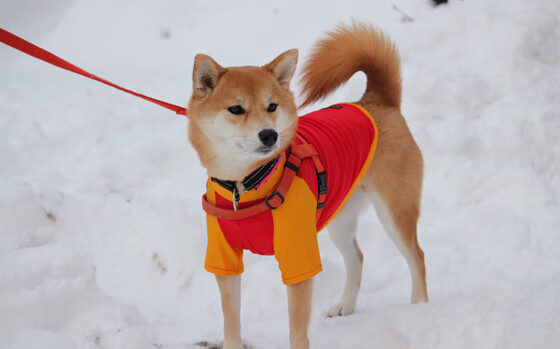 大场面先生与钢铁洪流,绿茵场上的个人英雄与团队铁律