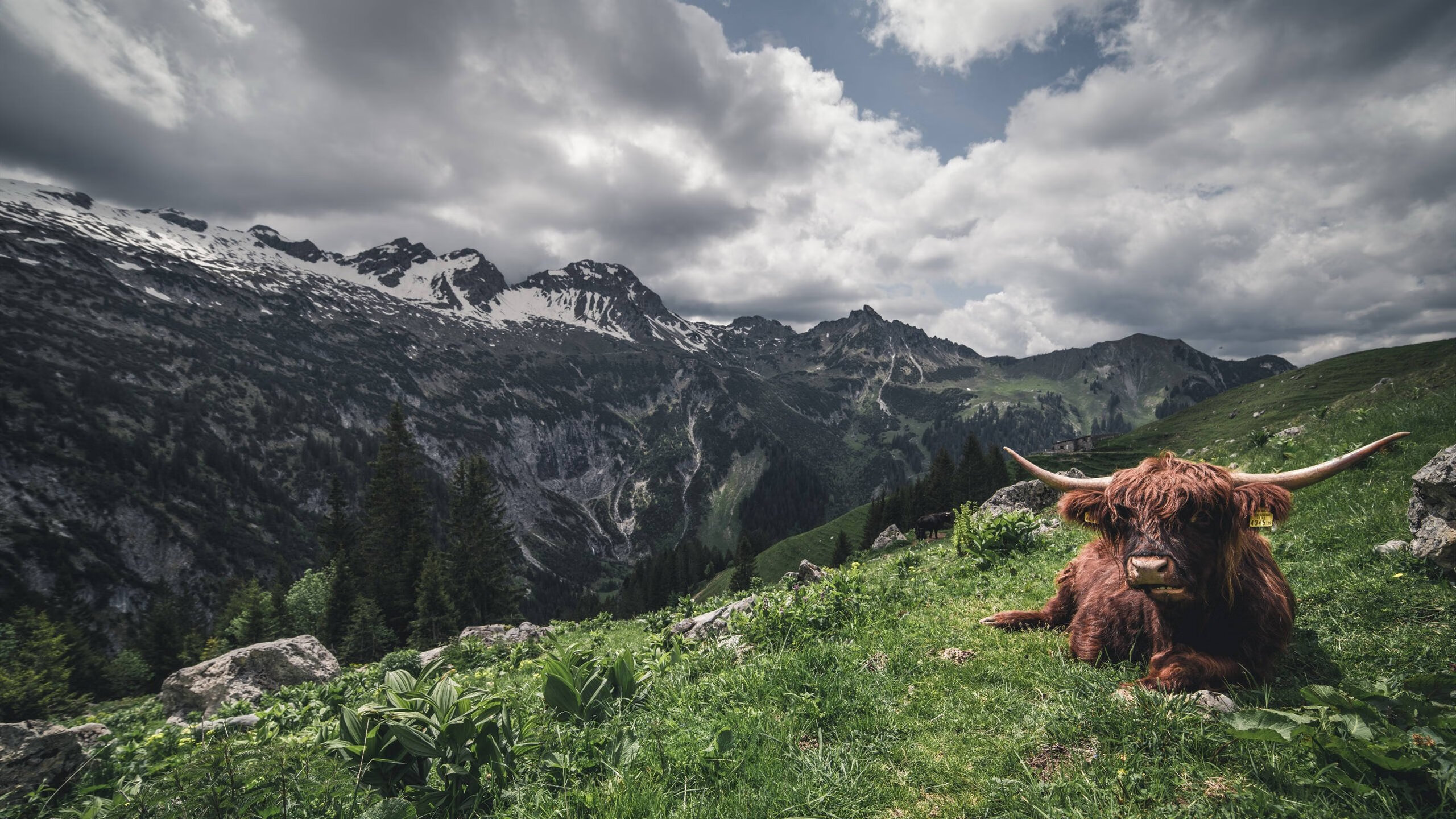 冰冷数据下的烈焰,阿圭罗如何以一己之力点燃芬兰vs比利时的另类战场