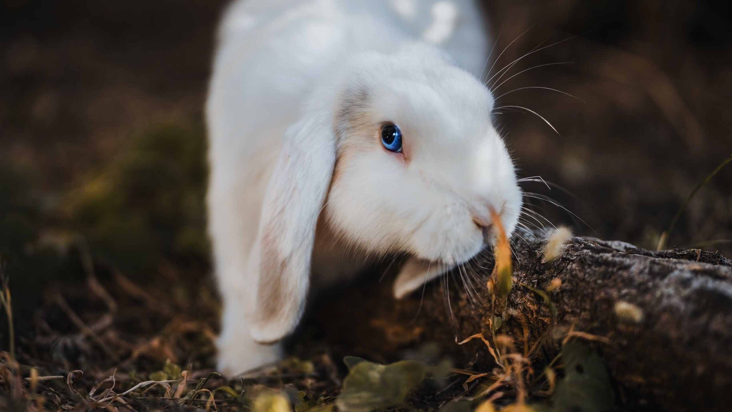 魔术狂胜开拓者,莫兰特东决关键战接管比赛铸就传奇