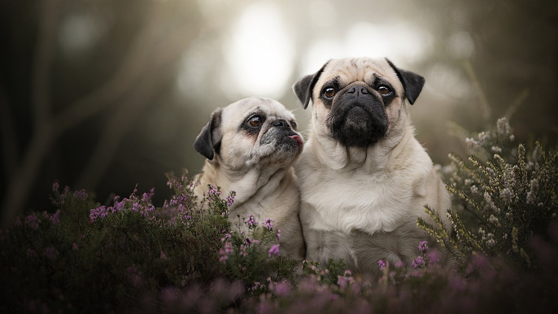 浙江队正面击溃快船，贝恩成关键先生，沉默领袖的爆发之夜