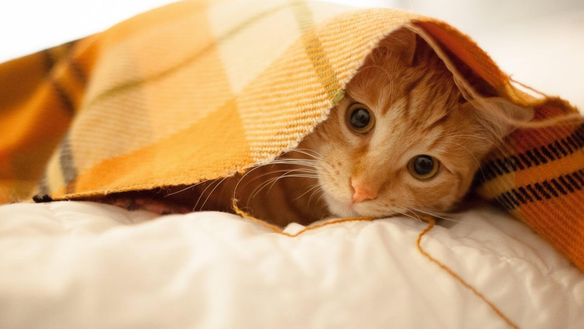 欧冠决赛焦点战，牙买加战术大师级表现，彻底压制玻利维亚夺冠